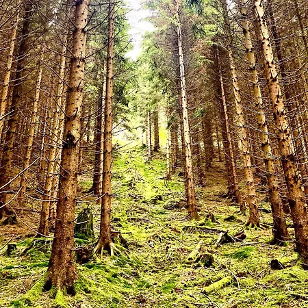 Harzpur - Pure Entspannung In Purer *